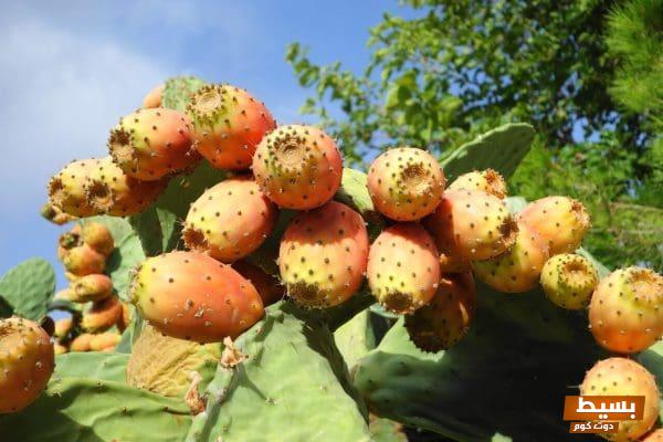 <p><strong>قطع شجرة التين في المنام: دلالات ورموز تحكي عن التغيرات في حياتك</strong></p> 1 قطع شجرة التين في المنام